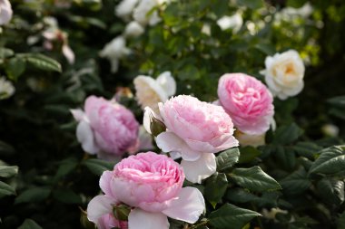 Şam çiçeklerine yakın, pembe kokulu çiçekler doğa. 