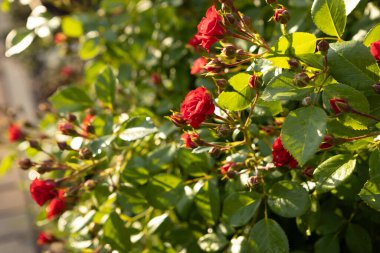 Küçük kırmızı küçük güller yeşil bir çalılıkta çiçek açıyor.