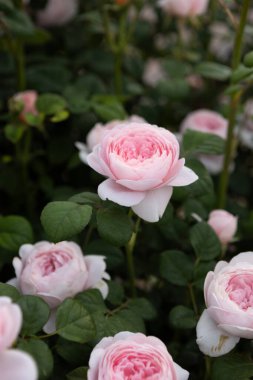 Yeşil arka planda açan soluk pembe güller çalısı