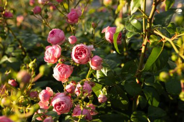 çiçek açan pembe gül çalılığı arka plan