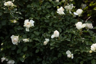 Yeşil arka planda çiçek açan beyaz gül yaz doğası