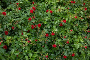 Bahçede küçük kırmızı güller açan yeşil çalı.