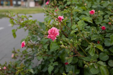 Yeşil çalılıklarda açan güller yaz kenti manzarası