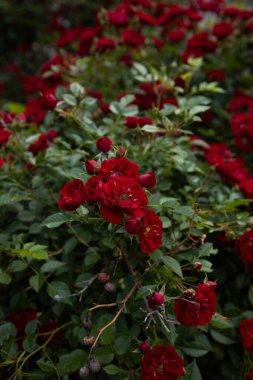 Çiçekli bir yatakta kokulu kırmızı gül çiçekleri yeşil arka plan 