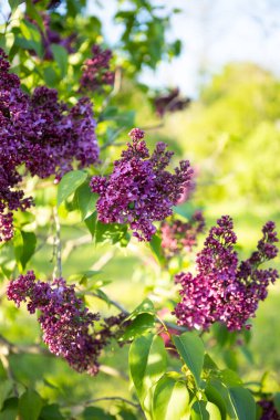 Bahçede çiçek açan leylak