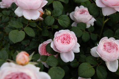 Yeşil arka planda açan soluk pembe gül çalısı