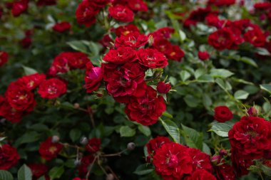 Bahçede açan kırmızı gül. Yaz mevsimi doğal arka plan.