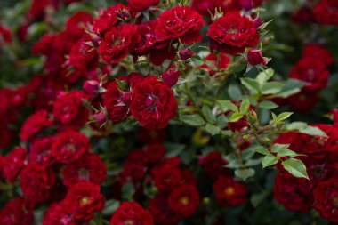  Kırmızı gül çiçekleri doğal arka plan yaz bahçesi