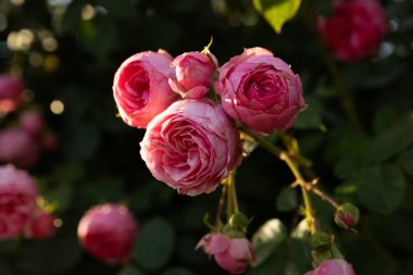 Pembe gül tomurcukları koyu doğal arka plan yazı 