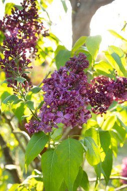 Leylak çiçekleriyle doğal arka plan güneşli hava
