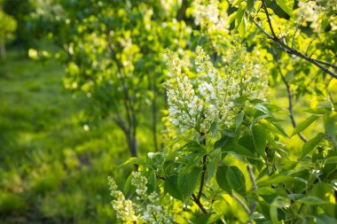 Yeşil doğal arka plan, leylak çiçekleri, güneşli bahçe.