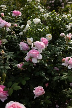 Çiçek açan soluk pembe güller doğada yaz bahçesi konsepti çiçekleri