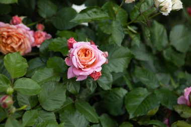 Kokulu güllerle doğal arka plan yaz çiçekleri.