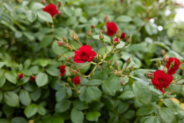 Küçük kırmızı güller çalılık yaz arkaplanı