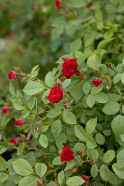 Küçük güller doğanın yaz arkaplanı