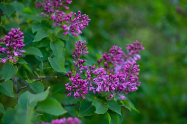 Çiçek açan çalılar, yeşil bahar arkaplanı.