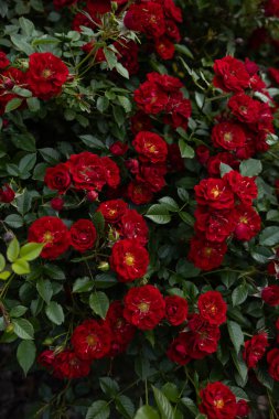 Kırmızı güller doğal yaz bitkileri