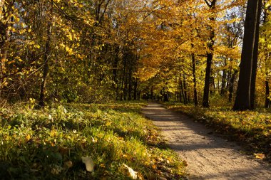 Sonbahar güneşli doğa Ağaçlar ve yel yolu manzarası