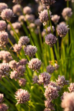 Alium schoenoprasum çiçekleri açık hava güneşli