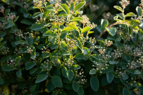 stock image buds of spirea in the evening sun