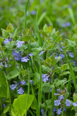 Orman yabani çiçekleri bal bitkileri