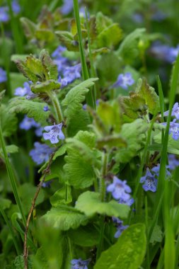Vahşi orman çiçekleri bal bitkileri doğa