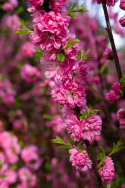 Bahar doğası kavramı, açık havada sakura çiçekleri.