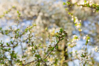 Beyaz çiçek açan kiraz dallarıyla bahar doğası arka planı 