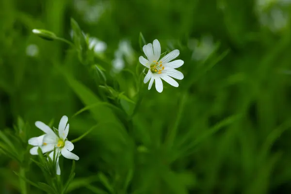 stock image White flowers blooming on nature forest field