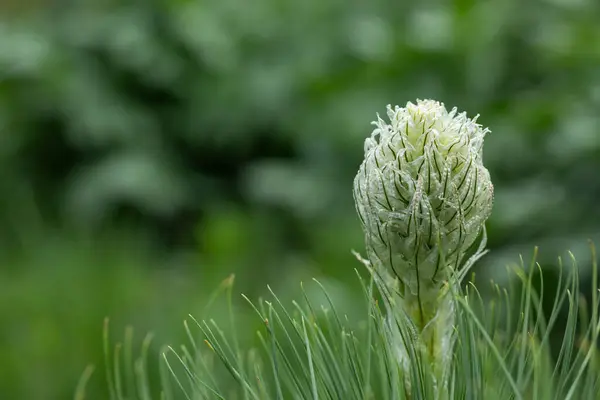 stock image Asphodeline flowers on green nature mountain plants copy space