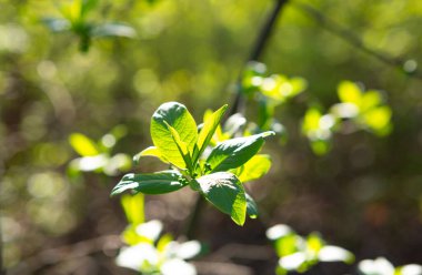Güneşli doğada yeşil bahar yaprakları
