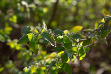 Güneşli, aydınlık orman doğasında yeşil bahar yaprakları.