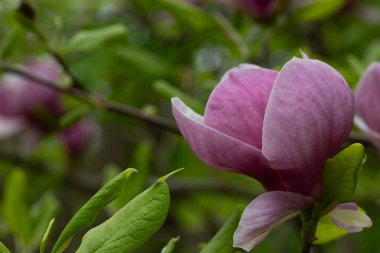 Pembe manolyalı yeşil bahar arkaplanı çiçek ağaçlarını kapatın