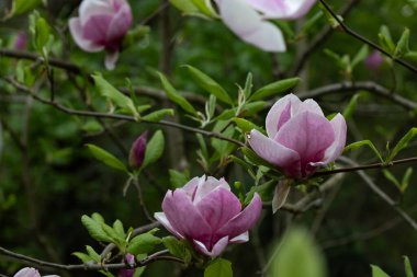 Bahar çiçekleri ağaç bahar konseptiyle çiçek açar.