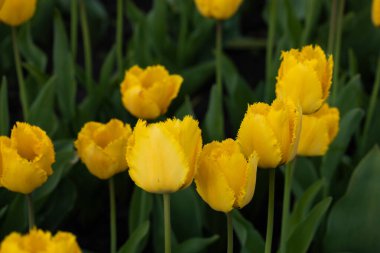 Bahar sarısı lale çiçekleri çiçek açan bahar mevsimi konsepti