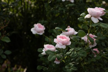 Yeşil yaz arka planında pembe güller