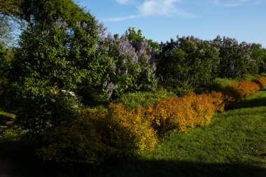 Ağaçlı yeşil doğa ve güneşli bahar konsepti çiçek çalıları