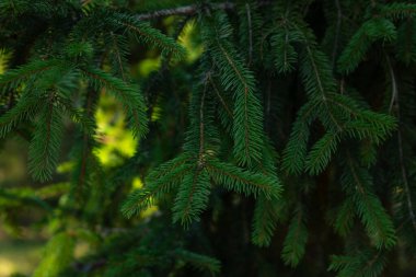 Yeşil ladin dalları olan arka plan açık hava tatili konsepti