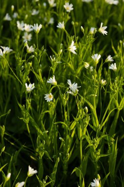 Spring summer natura background with white wild flowers  clipart