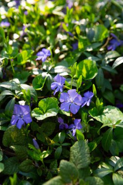Menekşe çiçekli doğal çiçek arkaplanı