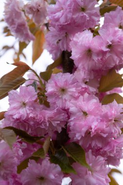 Çiçek açan pembe kirazlı doğal arkaplanı kapat