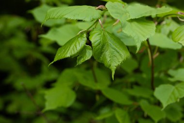 İlkbahar yaprakları ıhlamur ağacı yeşil bahar parkında