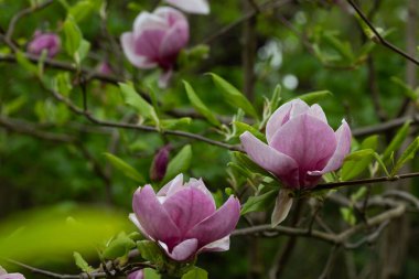 spring large flower of gently purple magnolia on a tree green  woody orchid clipart