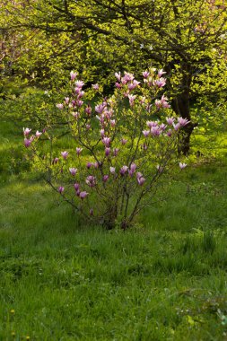 small blooming magnolia bush in the fruit garden  background of green grass clipart