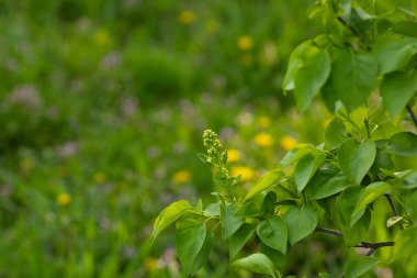 Yapraklı yeşil doğal bahar arkaplan dalı 