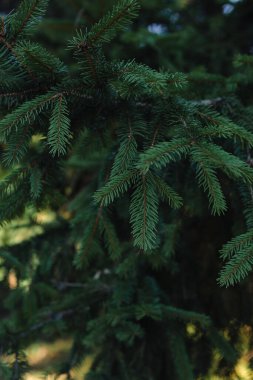 Yeşil arka plan doğal köknar dalları kozalaklı orman 
