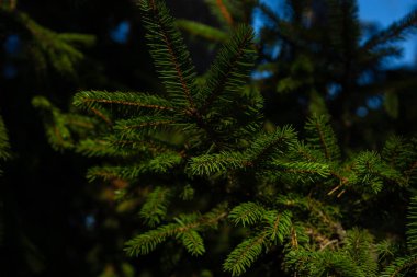 Yeşil arka plan, doğal köknar dalları ormanı 