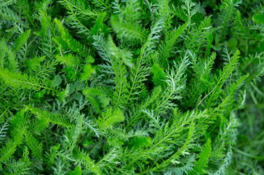 Yeşil doğal arkaplan ve taze bitki yaprakları bitkisel.