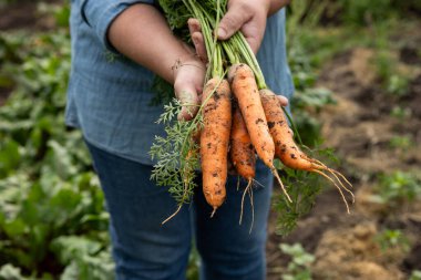Ellerinde organik havuç hasadı.