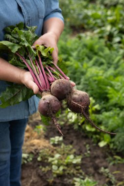 Ellerinde organik pancar hasadı.